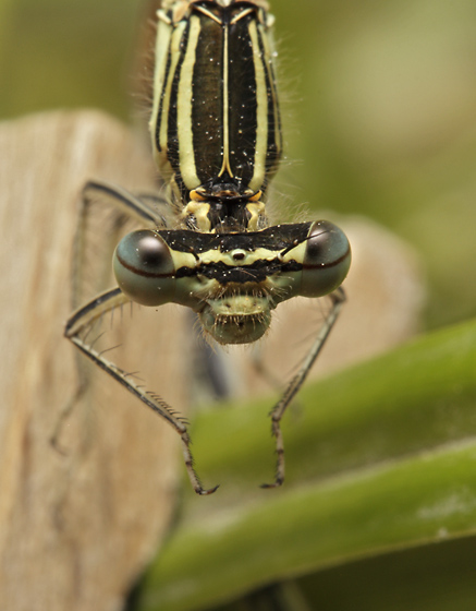 Damsel-fly - smaller format