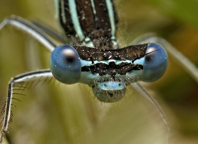 Damsel-fly - smaller format