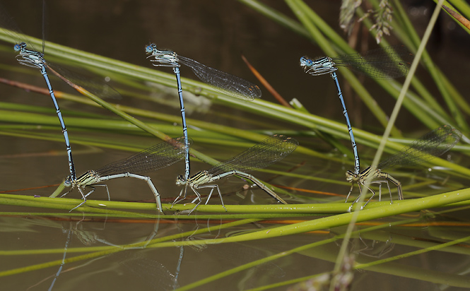 Damsel-flies - smaller format