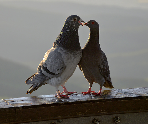 Lovers - smaller format