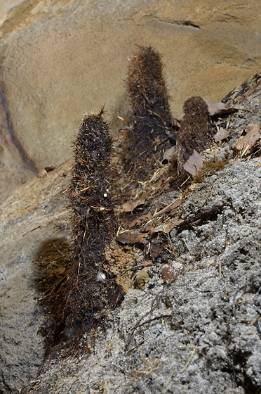 Root stalagmites - smaller format
