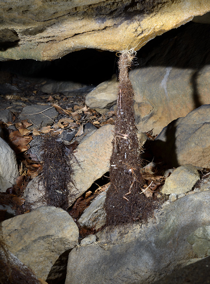 Root stalagmites - smaller format