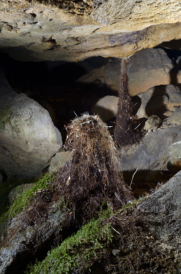 Root stalagmites - smaller format