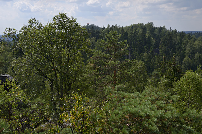 All trees - smaller format