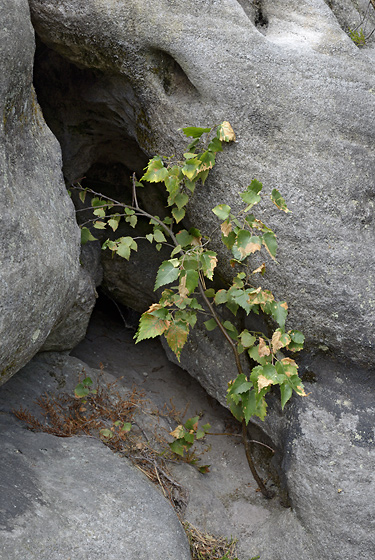 Birch - smaller format
