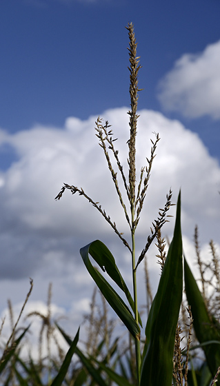 Corn - smaller format