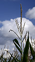 Kukuřice - hlavní odkaz
