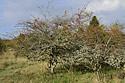 On the plateau of "Monarch Hill" - main link