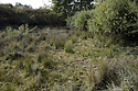 Pond - main link