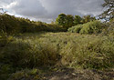 Pond - main link