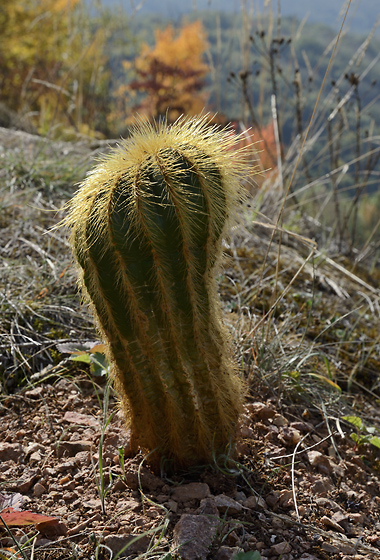 Endemic of the Bohemian Karst - smaller format