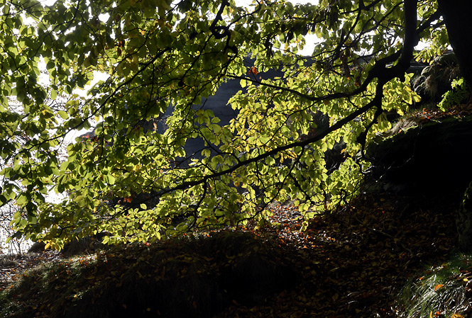 Light in leaves - smaller format