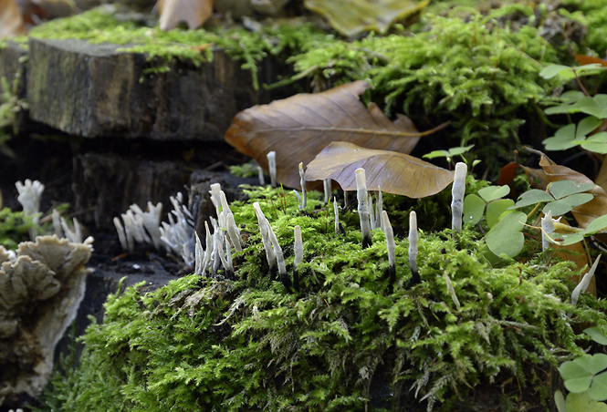 Candlesnuff Fungus - smaller format