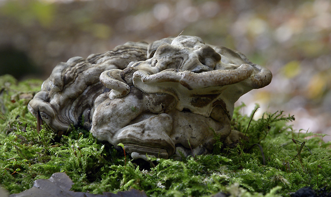 Polypores - smaller format