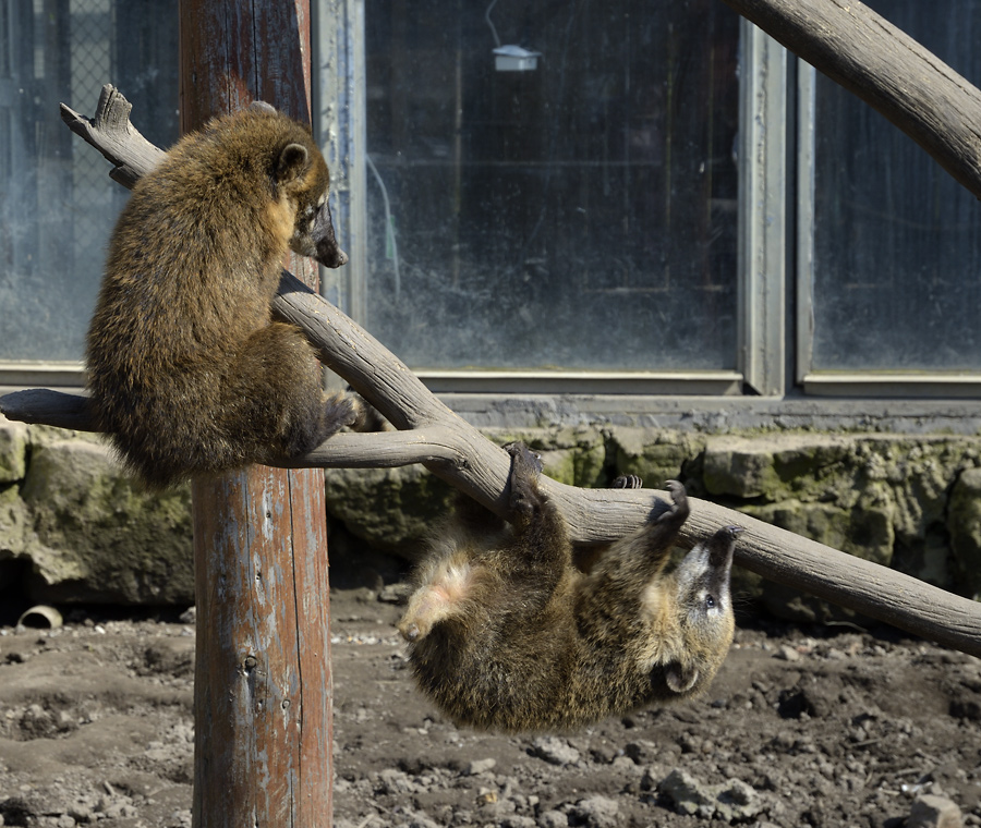 Ring-tailed coati - larger format