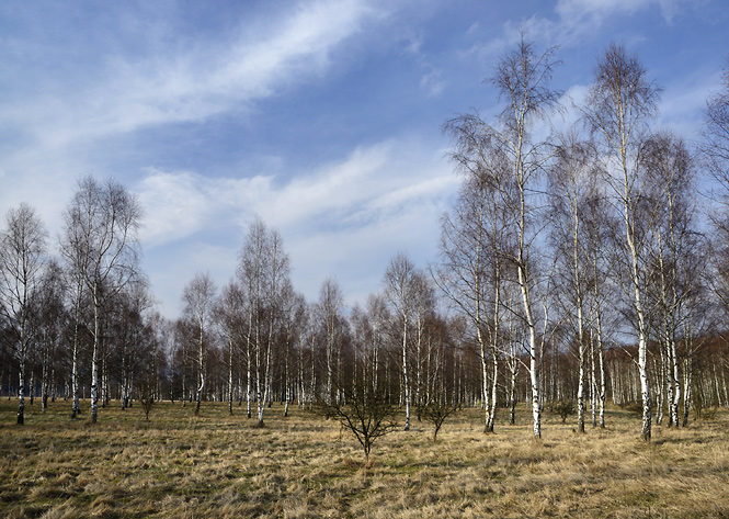 Birch cover - smaller format