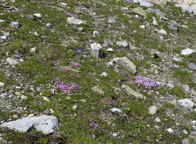 Flowering mountains - smaller format