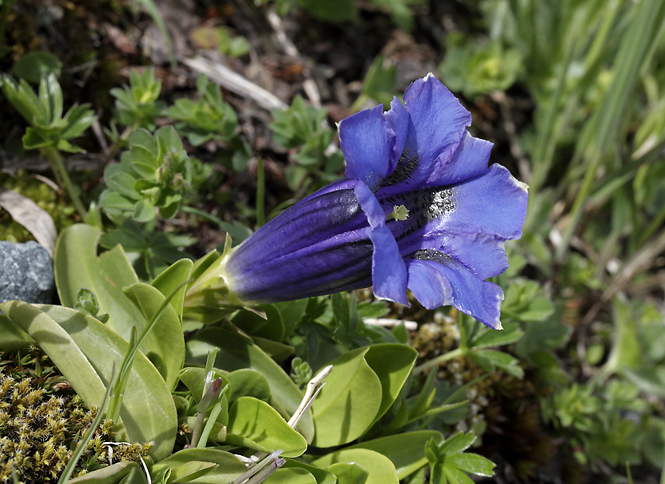 Trumpet Gentian - smaller format