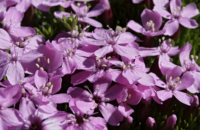 Moss Campion - smaller format