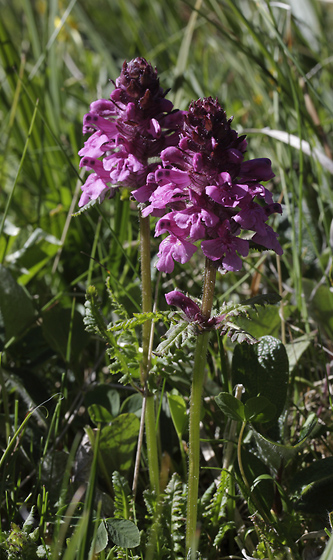 Whorled Lousewort - smaller format