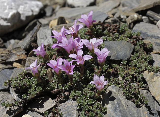 Purple Saxifrage - smaller format
