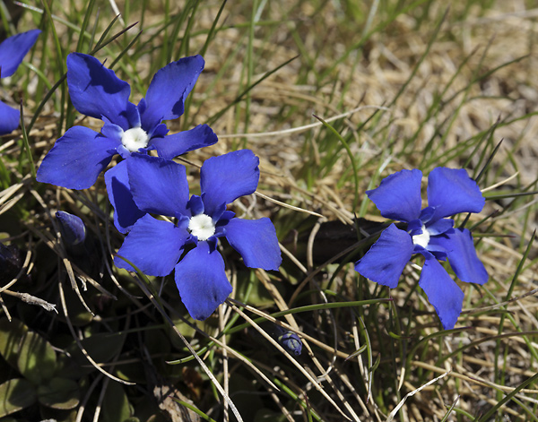 Spring Gentian - smaller format