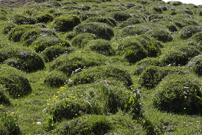 Polygonal soil - smaller format