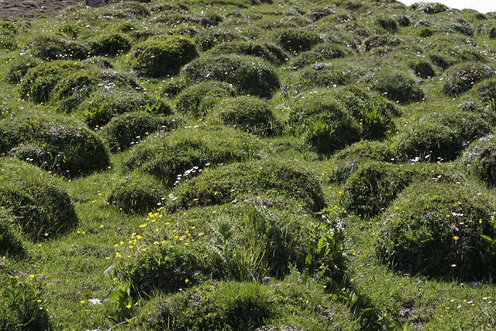 Polygonal soil - larger format