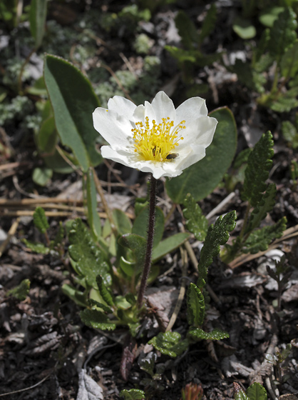 Mountain Avens - smaller format