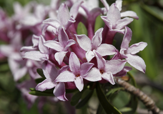 Daphne - smaller format
