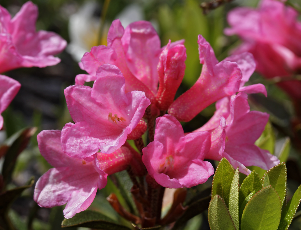 Rhododendrony - vt formt