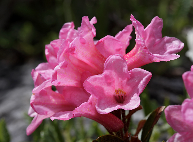 Rhododendrony - men formt