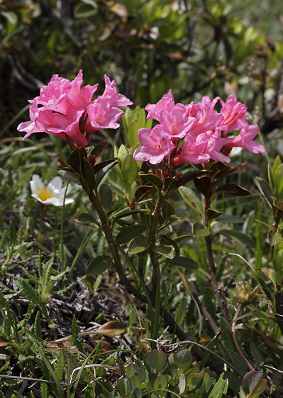 Rhododendrony - men formt