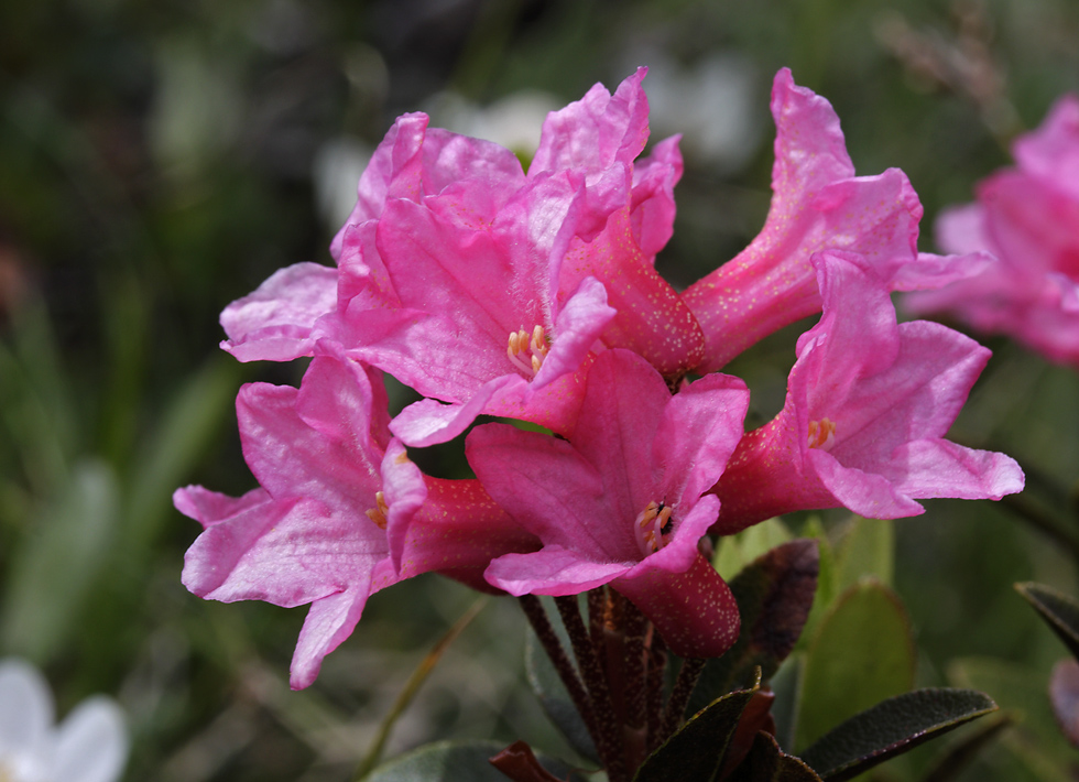 Rhododendrony - vt formt