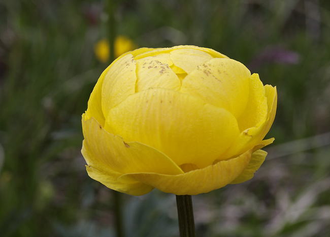 Globeflower - smaller format
