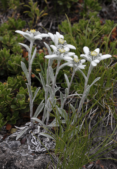 Edelweiss - smaller format