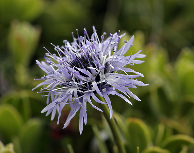 Globularia cordifolia - smaller format