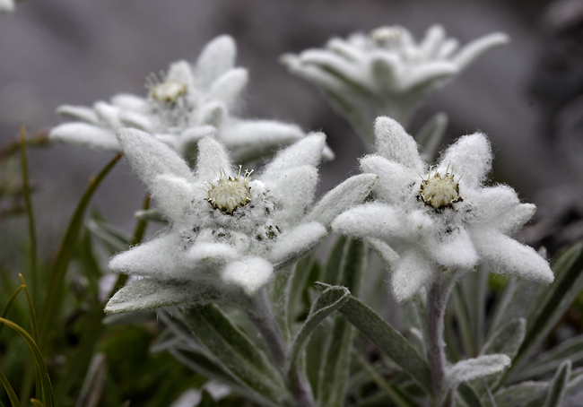Edelweiss - smaller format