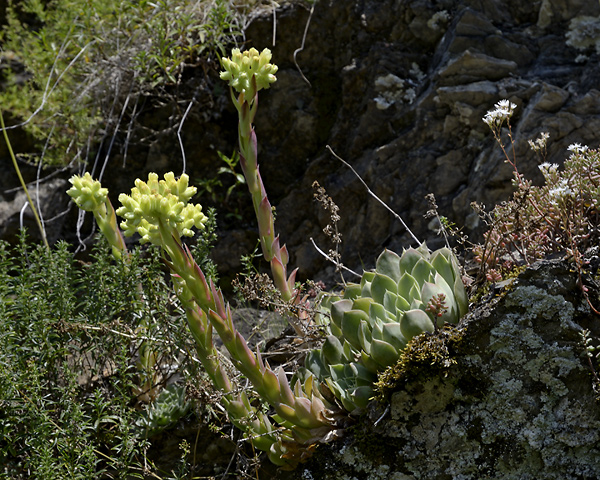 Sempervivum - smaller format