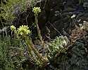 Sempervivum - main link