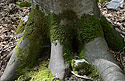 Prsty - hlavn odkaz