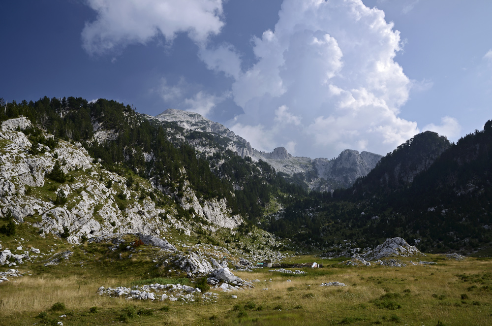 Grazing - larger format