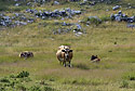 Cows - main link