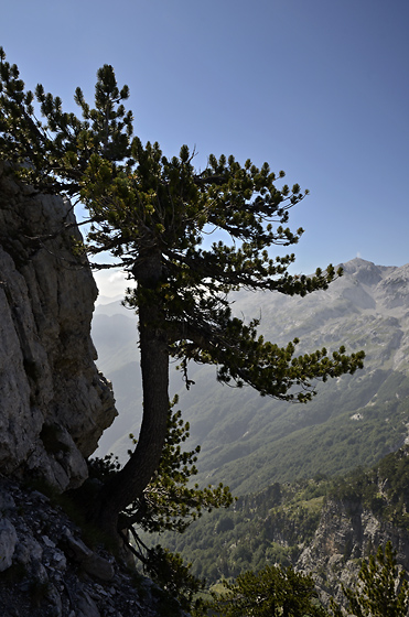 Pine - smaller format