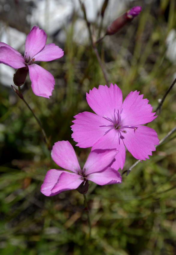 Dianthus - larger format