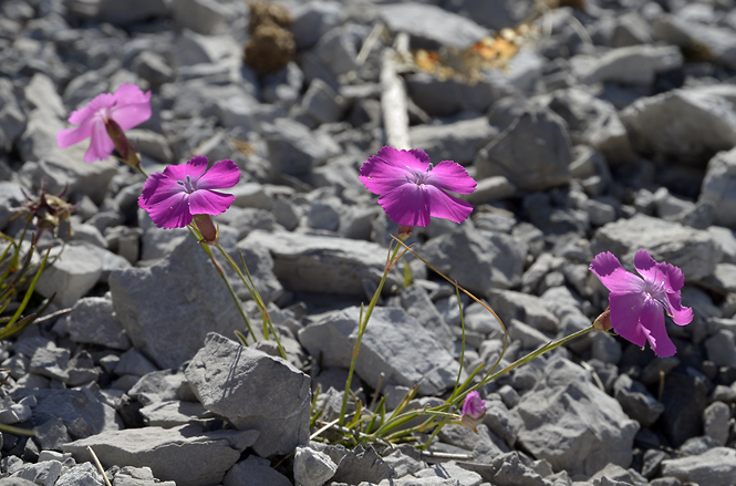 Dianthus - smaller format