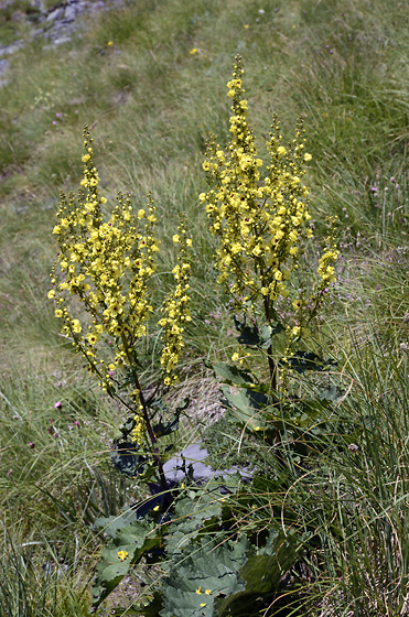 Mullein - smaller format