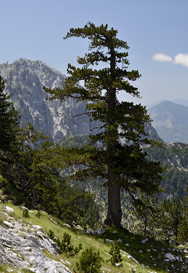 Pine - smaller format