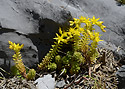 Stonecrop - main link