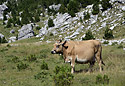 Cow - main link
